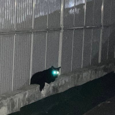 GwaniSora's profile picture. 裏垢にこもり中…海外ペンのみなさんと仲良くなりたいしもっとお友達増やしたい💕