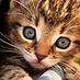 Justina (@justvilk) Twitter profile photo Justina (@justvilk) Twitter profile photo