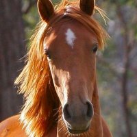 Exotic Chestnut 🏴 (@exoticchestnut) 's Twitter Profile