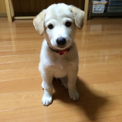 *Яμт¡ちょぴ*さんのプロフィール画像
