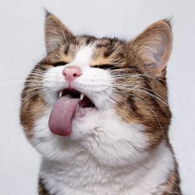 MarieNacre's profile picture. Nana aux goûts éclectiques libre de penser et de s'exprimer ! Conophobe👊
🤘Carpe Diem SemperFi⚓
Hakuna Matata ❤Catloveuze 😸   
@marienacre@h4.io  sur mastodon