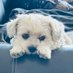 mosie 3.0 ๐บ๐ธโค๏ธ๐ค๐ (@mosiememphis) Twitter profile photo mosie 3.0 ๐บ๐ธโค๏ธ๐ค๐ (@mosiememphis) Twitter profile photo