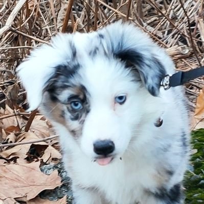 danlukaszewskiw's profile picture. 