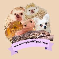 lovely tiny family チャンネル (@moonr_forever) 's Twitter Profile Photo lovely tiny family チャンネル (@moonr_forever) 's Twitter Profile Photo