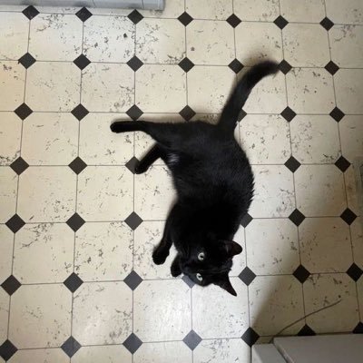 gobblepunk's profile picture. 3d student ❋