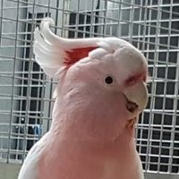Littledose (@littledosetm) 's Twitter Profile