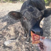 Travis Grider (@muzzlesweeper) 's Twitter Profile