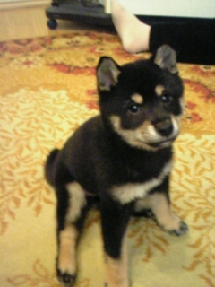 koorinono's profile picture. 人見知りです。噛み付きませんが引っ込みます。仲良くなると寄ってきます。雑食です。雑食です。大事なので2回言いました。 時々、知らないうちに指が触れてフォローボタン押してる時がありますが、そのうち外しますので失礼します。