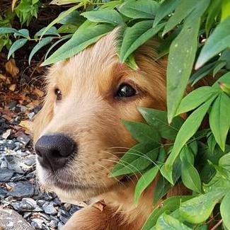AcidOxee's profile picture. 