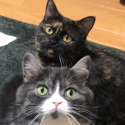 長距離のトラックドライバーやっています。 車好き、猫好き、ゲーム好き、プロ野球好き、 美味しいもの食べる好き。