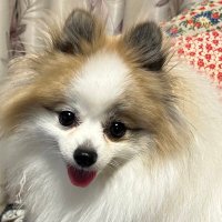 yuri uccho (@yucana) 's Twitter Profile