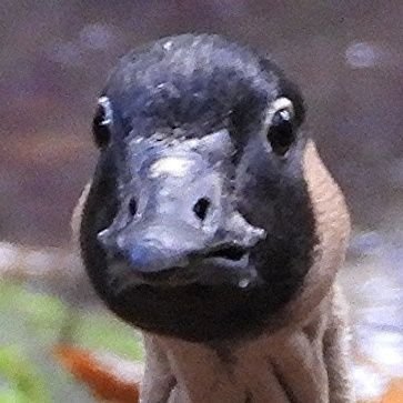 @DruidaeDruidae