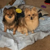 Tigerrich65 (@tigerrich1960) 's Twitter Profile Photo Tigerrich65 (@tigerrich1960) 's Twitter Profile Photo