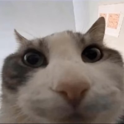 Maglor_Pinkam's profile picture.