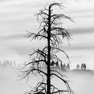 nicksinggh's profile picture. 