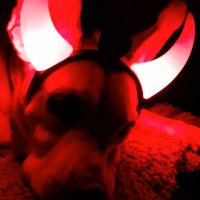 Pata perruna 🐾🐾 (@rumabo1) 's Twitter Profile