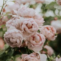 anna 🌸 (@arcane_peony) 's Twitter Profile Photo anna 🌸 (@arcane_peony) 's Twitter Profile Photo