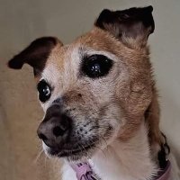 Denise Murray - Donnacha Ní Mhuireadhaigh (@mousketeer) Twitter profile photo