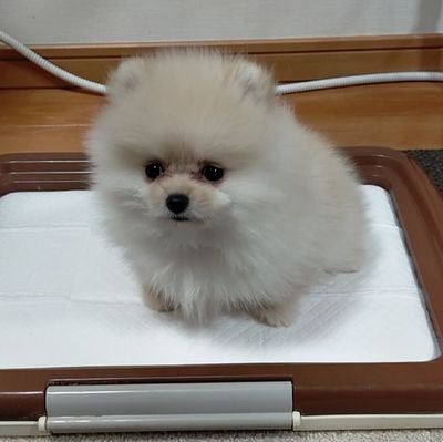 ポメラニアンのとろろさんのプロフィール画像