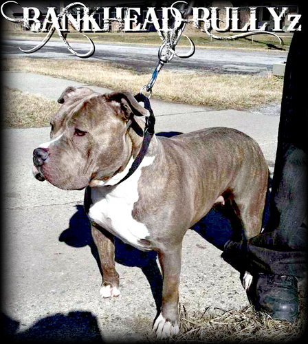 We are a small kennel located in Clinton Township,MI . All of our APBT's are UKC purple ribbon Certified. Our intent is to bring improvement to the bully breed,