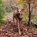 adventure dog cooper (@adventuredogco2) Twitter profile photo adventure dog cooper (@adventuredogco2) Twitter profile photo