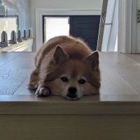 Element Zero (@cryptlexcrypto) 's Twitter Profile Photo Element Zero (@cryptlexcrypto) 's Twitter Profile Photo