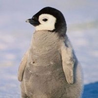 Penguin (@penguingiza) 's Twitter Profile