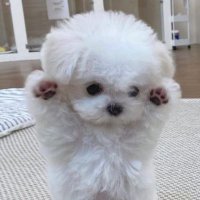 쿠로 (@kulomj) 's Twitter Profile Photo