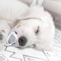 ᶻz ◜ Em ◞ 𖦹 (@moonpup__) 's Twitter Profile Photo ᶻz ◜ Em ◞ 𖦹 (@moonpup__) 's Twitter Profile Photo