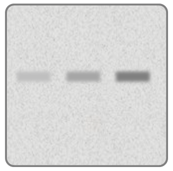 How2WesternBlot's profile picture. Molecular biologist with specializations in pharmacology and vascular biology. Happy to help with all your western blotting problems.