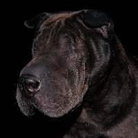 Lulu — لول (@robin_o_s) 's Twitter Profile