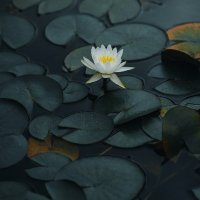 Reformed Lotus 🫠 (@lotusesk) 's Twitter Profile Photo Reformed Lotus 🫠 (@lotusesk) 's Twitter Profile Photo