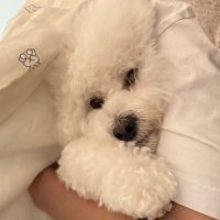 후디디디 (@hoodyismydog) 's Twitter Profile Photo