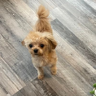 fringedotsol's profile picture.