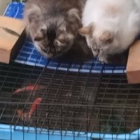 あっきぃ (@akihoho591) 's Twitter Profile
