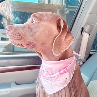 MaranaGome75864's profile picture. 