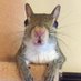jillsquirrelERC (@jillsquirreleth) Twitter profile photo jillsquirrelERC (@jillsquirreleth) Twitter profile photo