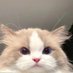 zeno (@zhangsaman1) Twitter profile photo zeno (@zhangsaman1) Twitter profile photo