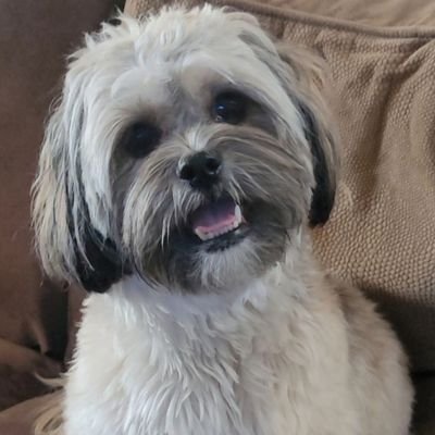 Fun loving Shihtzu, living in Arizona. I'm always into something 🐾🐶🐾 ♥️
on Instagram, too, if you want to follow us.