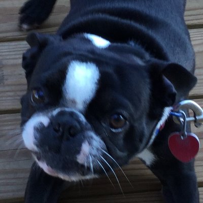 I like dogs (especially Boston Terriers, French & English Bulldogs), computer programming, web development, video games.