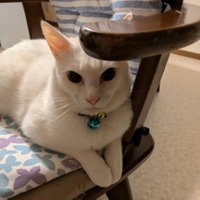 emeraldgreen (@yukimidori0523) 's Twitter Profile