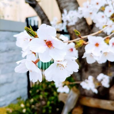 COCORO1114665's profile picture. JJ箱推し　ヘタリア日本領だけど全キャラ好きです!!!　prskは❄推しです