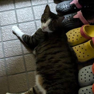 siga_sig's profile picture. sigsig趣味垢
＃プラモ
＃ＡＩイラスト