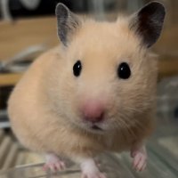 わっさ (@hamwassa) Twitter profile photo