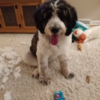 Diane (@dguthlein) 's Twitter Profile