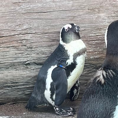 itIzBNLIuP28891's profile picture. アカウントを新しく作りました🙇‍♂️ ゲーム･漫画･生き物が好きで水族館巡りにハマってます。bz2307-166 かけだし法務部