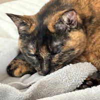 uyu (@pomp_pomp_pomp) 's Twitter Profile
