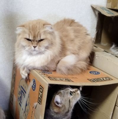 猫が大好きです(5匹飼育)🐱
将棋も好きです(アマ三段)☖
食べるのも好きです(100k超)
ポケモンカード好き(初心者)
元教育公務員(社会教育主事)
返信はしていませんがフォロー率
(8割)よろしくお願いします。