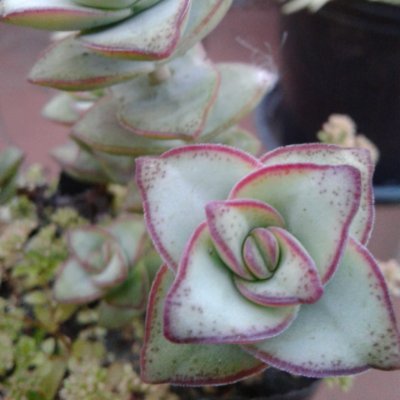 mariumart2008's profile picture. 