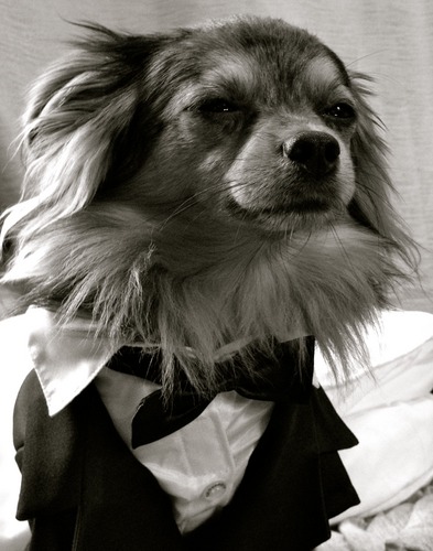 FuzMonsterTruck's profile picture. World Famous Dog ★ https://t.co/fEcb0ViiFr ★ Migraine Alert Dog ★ Actor ★ Model ★ Toy Australian Shepherd / Chihuahua ★ https://t.co/xkiyKEGpAN